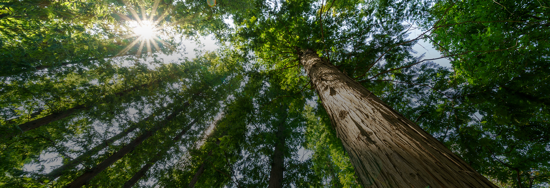 Productos de ocio Wuyi Dasheng Co., Ltd.